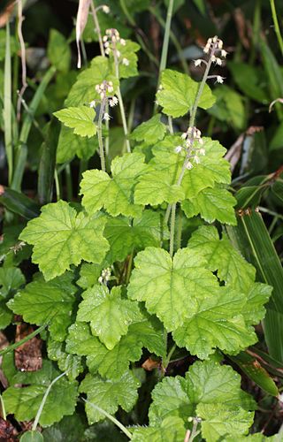 <i>Tiarella polyphylla</i> Species of flowering plant