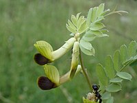 Vicia melanops