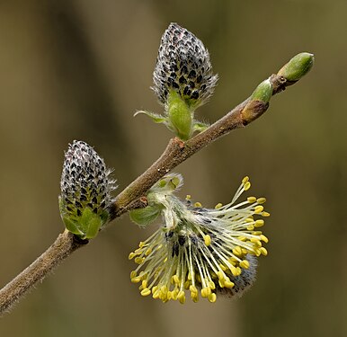 DETAIL: Male catkins of the goat willow (Salix caprea) in the Rhine-Taunus Nature Park, Hesse, Germany. Photograph: Johannes Robalotoff