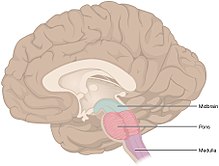 המוח האמצעי midbrain - צבוע בתכלת בתמונה