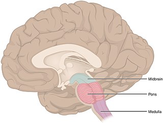 <span class="mw-page-title-main">Brainstem</span> Posterior part of the brain, adjoining and structurally continuous