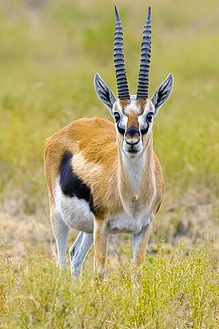 <span class="mw-page-title-main">Thomson's gazelle</span> Species of gazelle