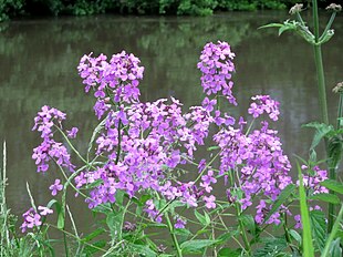 Almindelig aftenstjerne (Hesperis matronalis) Foto: AnRo0002