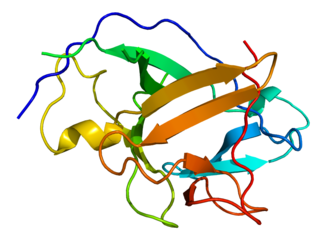 <span class="mw-page-title-main">Interleukin-1 family</span> Group of cytokines playing a key role in the regulation of immune and inflammatory responses