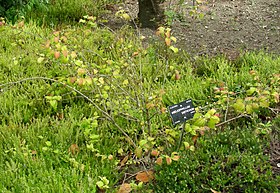 Abeliophyllum distichum