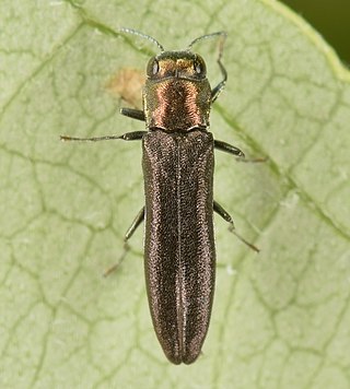 <i>Agrilus</i> Genus of beetles