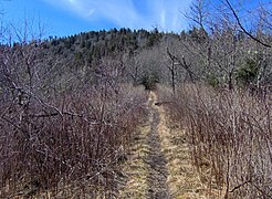 Le Sentier des Appalaches à) l'approche du sommet Old Black à la frontière avec le Tennessee.