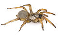 August 28: the spider Aptostichus stephencolberti