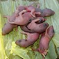 Pups that are just a day old.