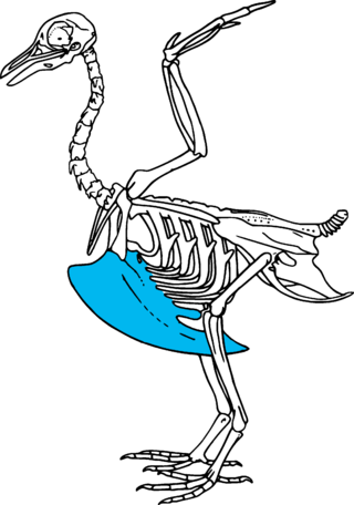 <span class="mw-page-title-main">Carinatae</span> Group of birds