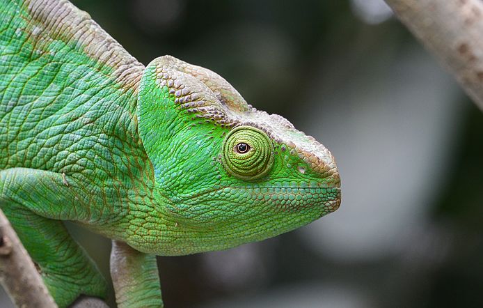 Caméléon de Parson