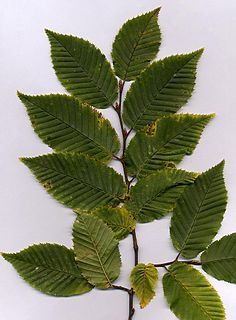 Hornbeam Genus of flowering plants