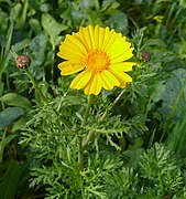 Kronenwucherblume (auch als Salat)