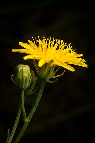 <i>Crepis vesicaria</i> Species of flowering plant