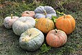 * Nomination Squashes and pumpkins -- George Chernilevsky 17:34, 11 September 2011 (UTC) * Promotion Good quality. --Someone35 17:59, 11 September 2011 (UTC)