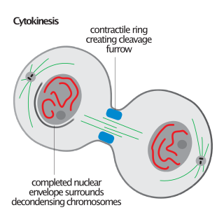 Cytokinesis Part of the cell division process