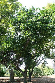 <i>Diospyros maritima</i> Species of tree