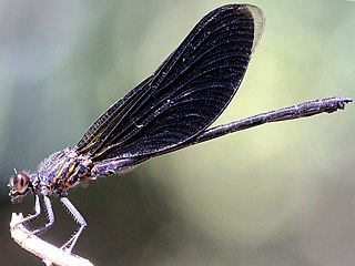 <i>Euphaea masoni</i> Species of damselfly