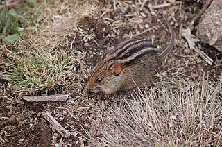 <span class="mw-page-title-main">Four-striped grass mouse</span> Southern African species of mammals belonging to the mouse and rat family of rodents