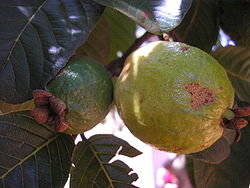 Umodne Guavaer (Psidium guajava)