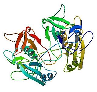 <span class="mw-page-title-main">GRB2</span> Protein-coding gene in the species Homo sapiens