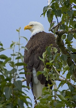 <span class="mw-page-title-main">Fauna of the United States</span>