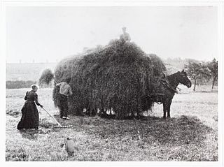 <span class="mw-page-title-main">Mixed farming</span> Economic activity