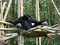 Siamang (Hylobates syndactylus)