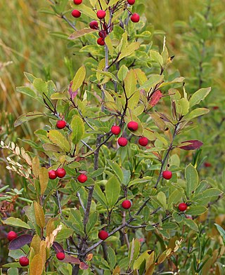 <i>Ilex mucronata</i> Species of holly