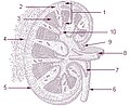 Anatomy of kidney