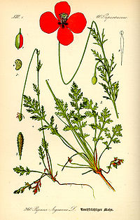 Smiltyninė aguona (Papaver argemone)