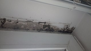 <span class="mw-page-title-main">Indoor mold</span> Fungal growth that develops on wet materials