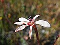 Lapeirousia anceps