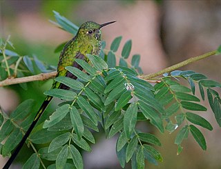 <span class="mw-page-title-main">Green-tailed trainbearer</span> Species of hummingbird