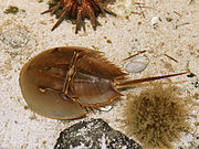 Limulus polyphemus