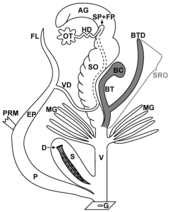 Simplified diagram of the reproductive system of a pulmonate land snail. D = love dart; S = stylophore or dart sac (bursa telae); P = penis; V = vagina; G = genital pore; MG = mucus glands Love dart drawing.png