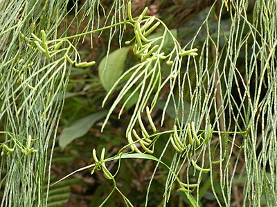 ヒモヅル Lycopodiastrum casuarinoides