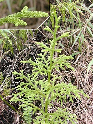 <i>Palhinhaea cernua</i> Species of plant