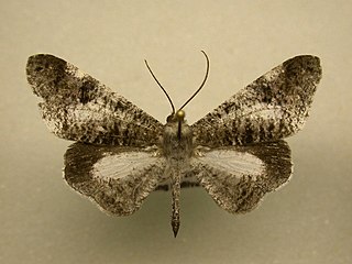 <i>Macrosoma conifera</i> Species of butterfly