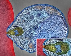 Malaria parasite connecting to a red blood cell