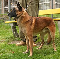 cane da pastore belga Malinois