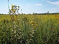 Image 22Plants of the Midewin National Tallgrass Prairie in Will County. Tallgrass prairie once covered around two-thirds of Illinois. Midewin is the only federal tallgrass prairie preserve east of the Mississippi River. Photo credit: User:Alanscottwalker (from Portal:Illinois/Selected picture)