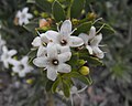 Myoporum parvifolium