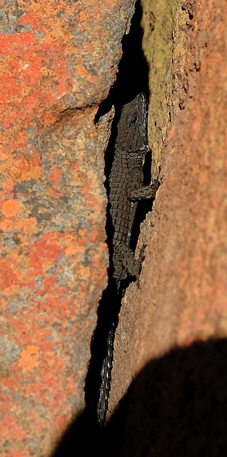 <i>Namazonurus peersi</i> Species of lizard