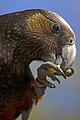 North Island Kākā, Kapiti Island