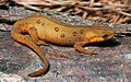 Eastern newt (nom)