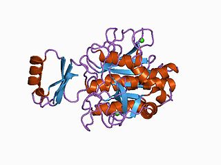 <span class="mw-page-title-main">Subtilase</span>