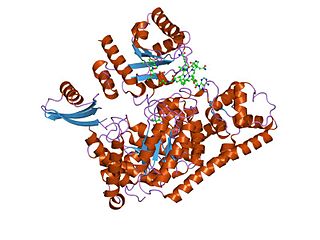 <span class="mw-page-title-main">D-lysine 5,6-aminomutase</span>