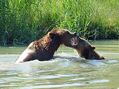 Deux ours bruns, dans l'espace "Terres des ours".