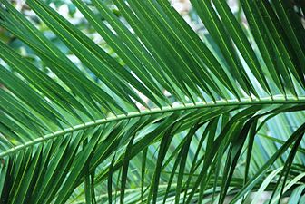 Kanariar palmondoa (Phoenix canariensis)